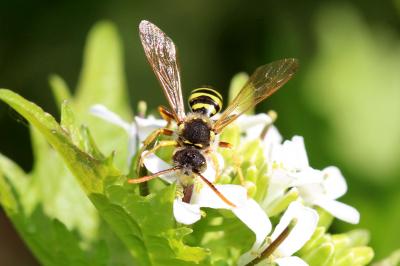  Nomada goodeniana (Kirby, 1802)