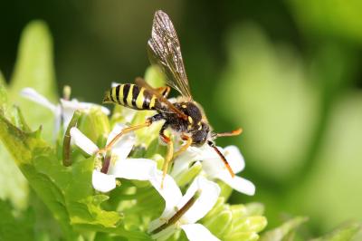  Nomada goodeniana (Kirby, 1802)
