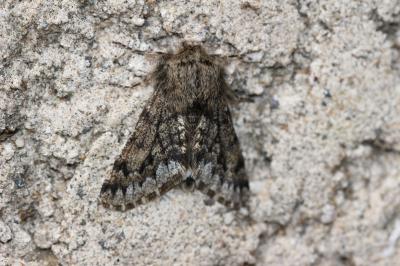 Nyssie hispide (La) Apocheima hispidaria (Denis & Schiffermüller, 1775)