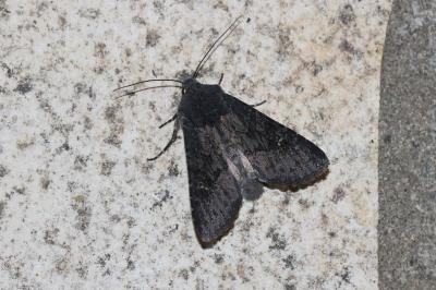Noctuelle anthracite (La) Aporophyla nigra (Haworth, 1809)