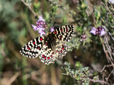Proserpine (La), Thaïs écarlate (La), Proserpine d Zerynthia rumina (Linnaeus, 1758)