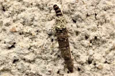  Psychidae Boisduval, 1828