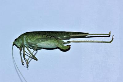 Phanéroptère méridional Phaneroptera nana Fieber, 1853