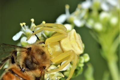 Thomise replet Thomisus onustus Walckenaer, 1805