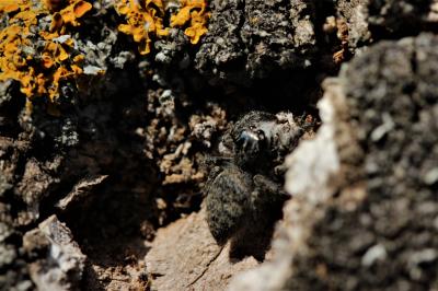  Carrhotus xanthogramma (Latreille, 1819)