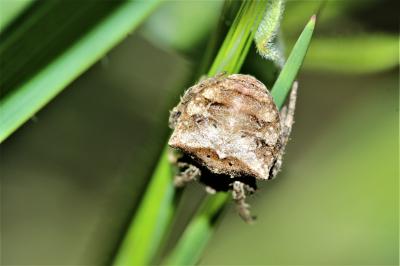 Épeire à bosses Gibbaranea bituberculata (Walckenaer, 1802)