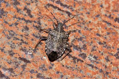 Punaise diabolique Halyomorpha halys (Stål, 1855)