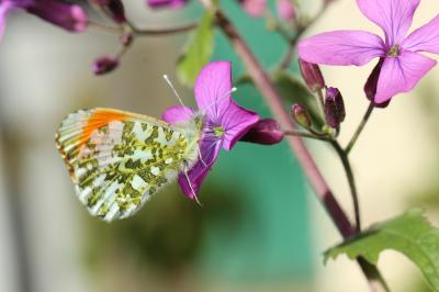 Aurore (L') Anthocharis cardamines (Linnaeus, 1758)