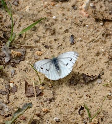 Piéride du Navet (La), Papillon blanc veiné de ver Pieris napi (Linnaeus, 1758)