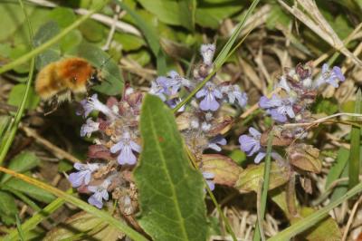 Bourdon des champs Bombus pascuorum (Scopoli, 1763)