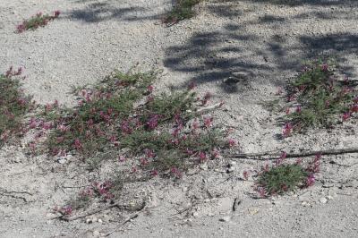 Astragale de Montpellier, Esparcette bâtarde Astragalus monspessulanus L., 1753