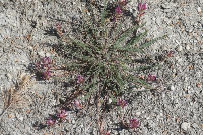 Astragale de Montpellier, Esparcette bâtarde Astragalus monspessulanus L., 1753