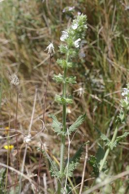 Sauge fausse-verveine Salvia verbenaca L., 1753