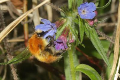 Bourdon des champs Bombus pascuorum (Scopoli, 1763)