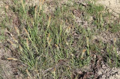 Laîche glauque, Langue-de-pic Carex flacca Schreb., 1771