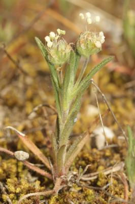Plantain pucier Plantago afra L., 1762