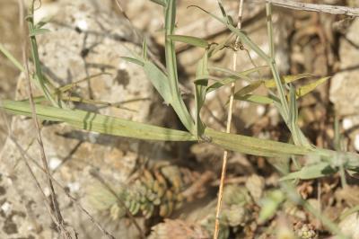 Gesse articulée Lathyrus clymenum subsp. articulatus (L.) Ball, 1878