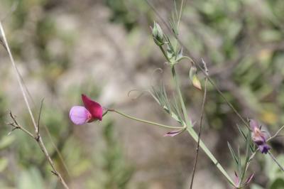 Gesse articulée Lathyrus clymenum subsp. articulatus (L.) Ball, 1878
