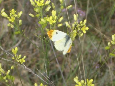 Aurore de Provence (L') Anthocharis euphenoides Staudinger, 1869