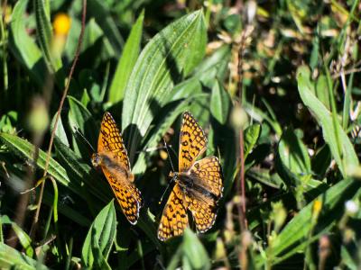 Mélitée du Plantain (La), Déesse à ceinturons (La) Melitaea cinxia (Linnaeus, 1758)
