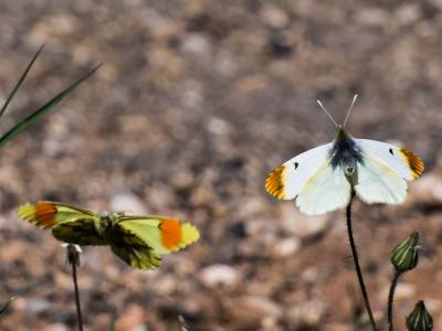 Aurore de Provence (L') Anthocharis euphenoides Staudinger, 1869