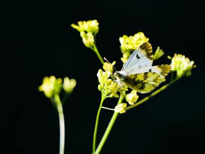 Aurore de Provence (L') Anthocharis euphenoides Staudinger, 1869