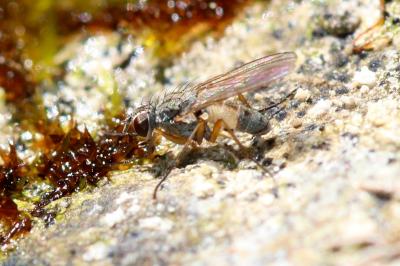  Coenosia testacea (Robineau-Desvoidy, 1830)