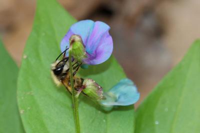 Osmie rousse Osmia bicornis (Linnaeus, 1758)