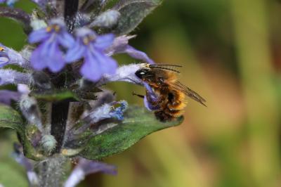 Osmie rousse Osmia bicornis (Linnaeus, 1758)