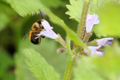 Osmie rousse Osmia bicornis (Linnaeus, 1758)