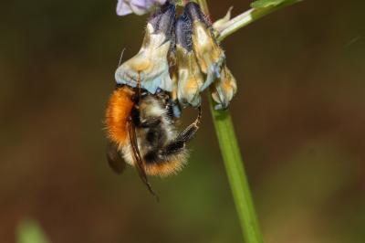 Bourdon des champs Bombus pascuorum (Scopoli, 1763)