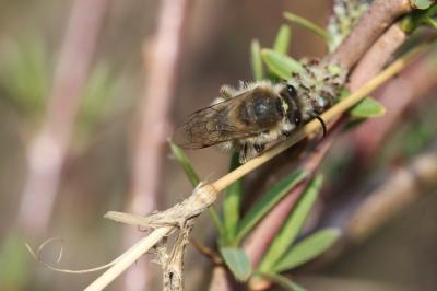  Colletes cunicularius (Linnaeus, 1760)