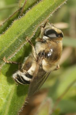  Merodon clavipes (Fabricius, 1781)