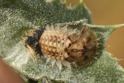  Cassida deflorata Suffrian, 1844