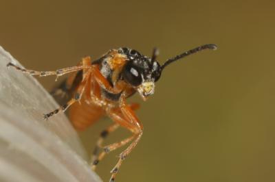  Athalia cordata Audinet-Serville, 1823