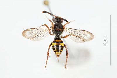  Nomada zonata Panzer, 1798