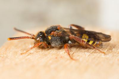  Nomada zonata Panzer, 1798