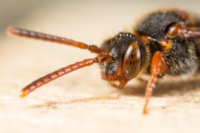  Nomada zonata Panzer, 1798