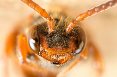  Nomada zonata Panzer, 1798