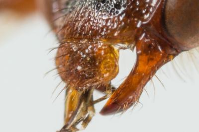  Nomada zonata Panzer, 1798