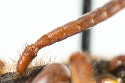  Nomada zonata Panzer, 1798