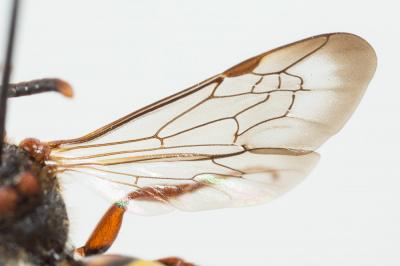  Nomada zonata Panzer, 1798