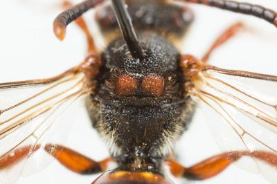  Nomada zonata Panzer, 1798