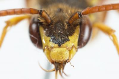  Nomada sexfasciata Panzer, 1799