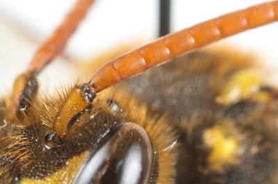  Nomada sexfasciata Panzer, 1799