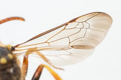  Nomada sexfasciata Panzer, 1799