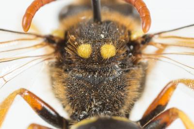  Nomada sexfasciata Panzer, 1799