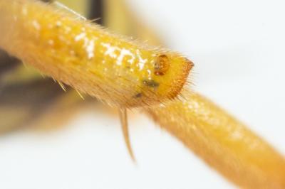  Nomada sexfasciata Panzer, 1799