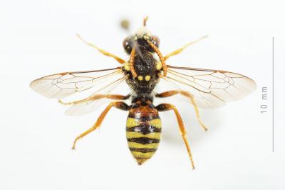  Nomada basalis Herrich-Schäffer, 1839