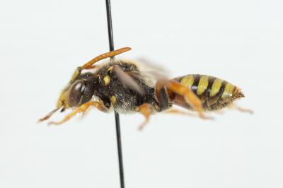  Nomada basalis Herrich-Schäffer, 1839